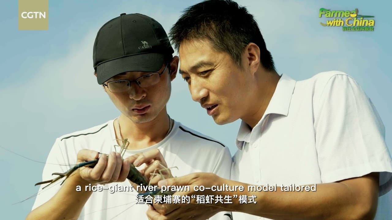 Farmed with China: When rice meets giant water prawns