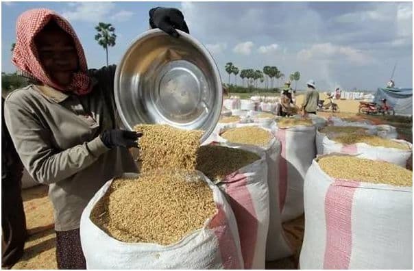 中国进口柬埔寨大米首次超过欧盟，是柬埔寨大米出口最大市场