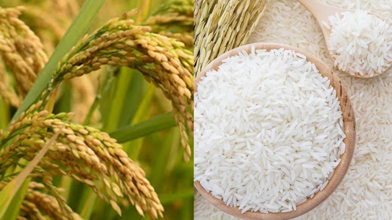 2020年柬稻米出口总额逾12亿美元