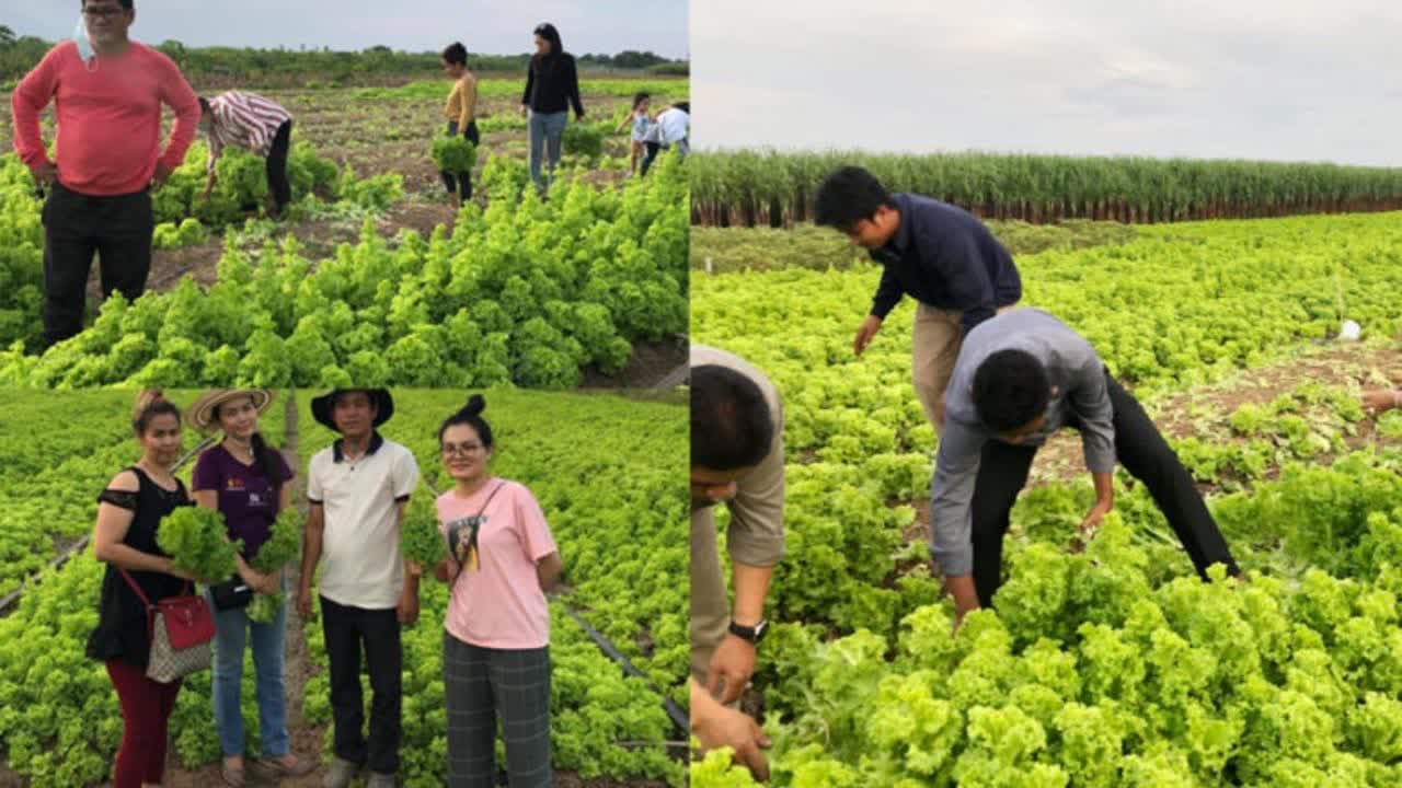 几十吨生菜没市场，农民呼吁民众免费领取