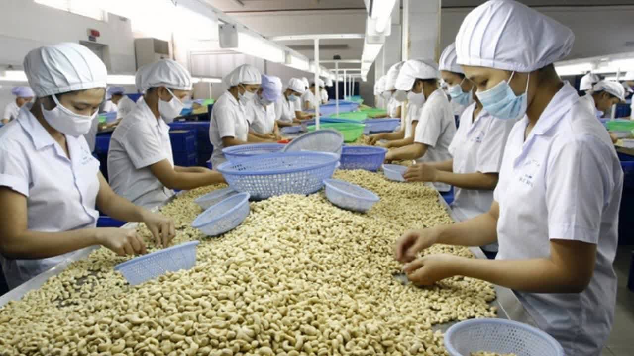 柬将推出国家腰果政策 以吸引更多投资者