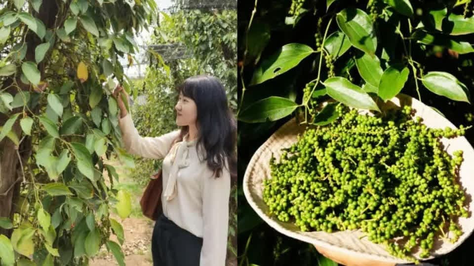 柬埔寨胡椒获准输华