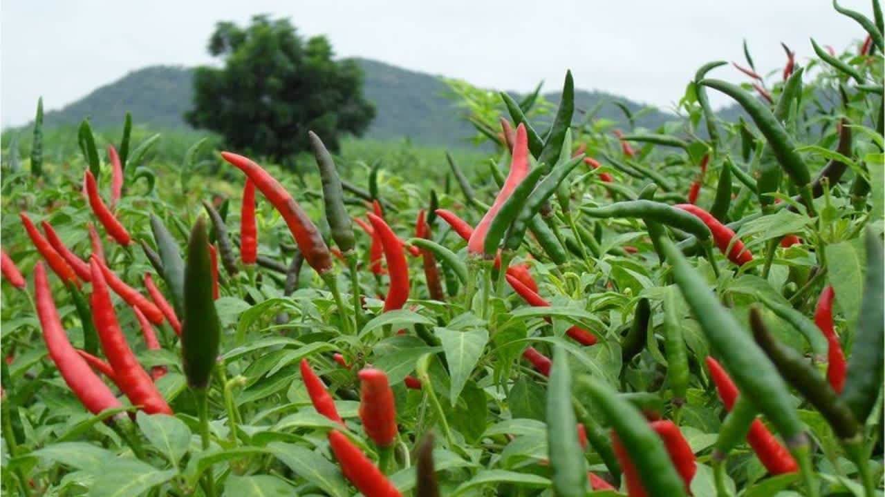 柬辣椒价格暴增，商家分析原因是“供不应求”