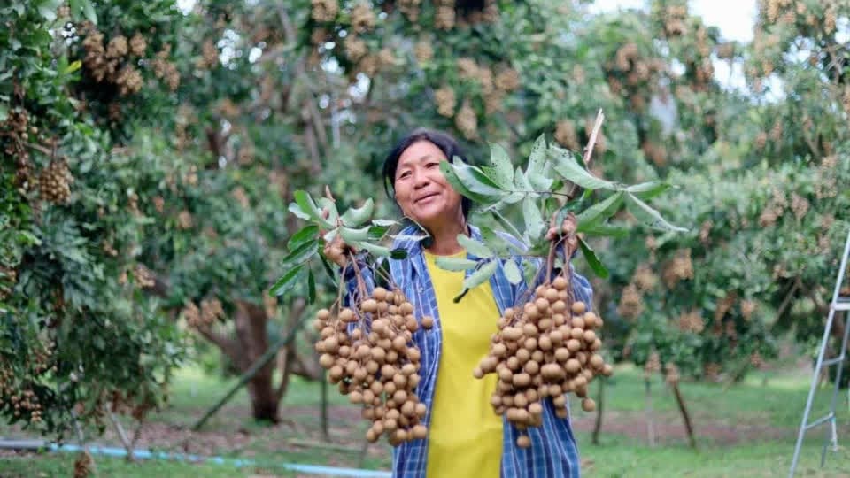 柬埔寨新鲜龙眼迄今累计向中国出口量达6000多吨