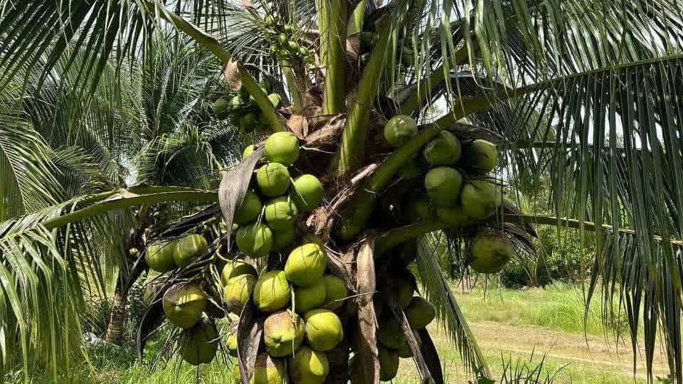 柬埔寨正在与中方推进出口椰子到中国市场