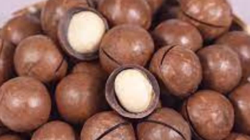 外企欲在柬埔寨投资种植澳洲坚果，农业部长：谨慎考虑！