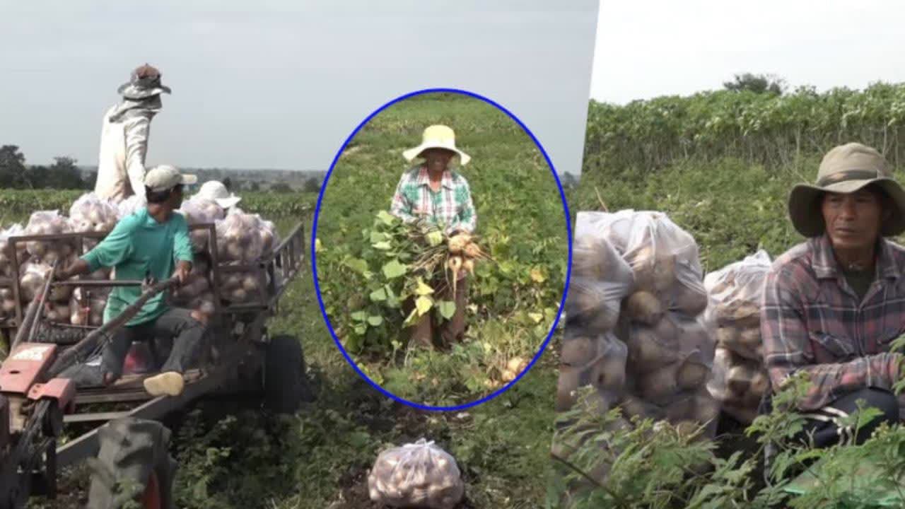 柬泰边境封闭 豆薯价格上涨