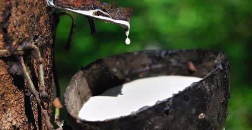 橡胶国际价格上涨 柬埔寨产量也在增加