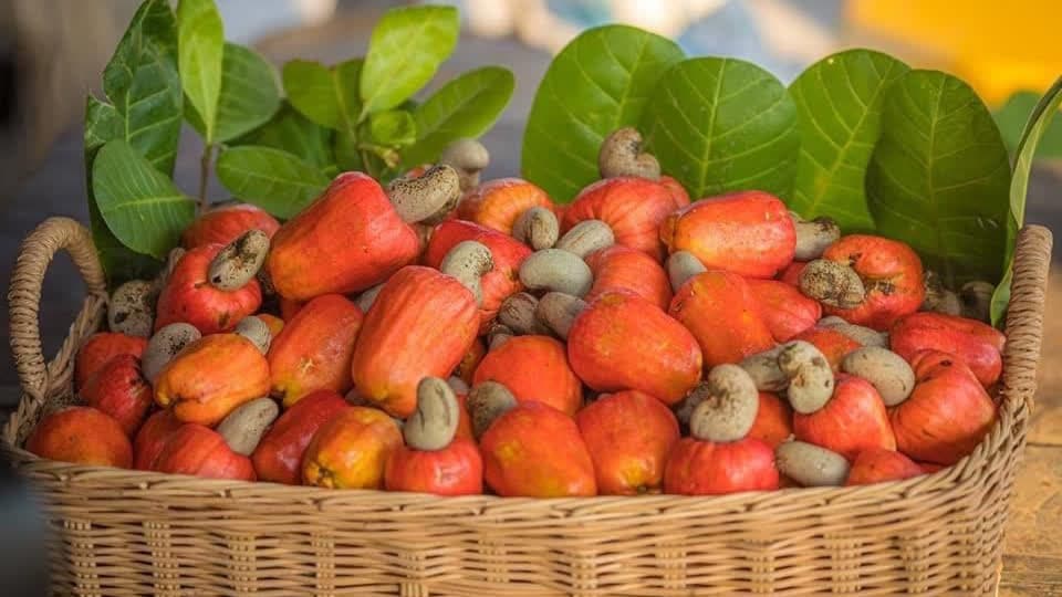 腰果协会：柬埔寨每年可出口超100万吨腰果！