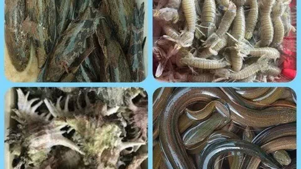 柬埔寨水产品出口中国潜力巨大